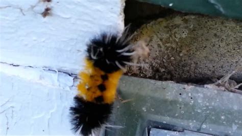 Komatsu pc8000 is the world's fifth largest hydraulic excavator and the biggest mining excavator in the japanese manufacturer's product portfolio. The World's Most Dangerous Caterpillar - YouTube