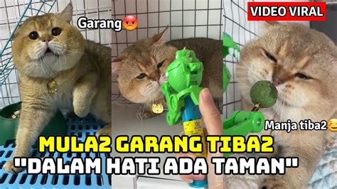 Video Kucing Garang Tukar Jadi Kucing Manja Gara2 Benda Ni Youtube