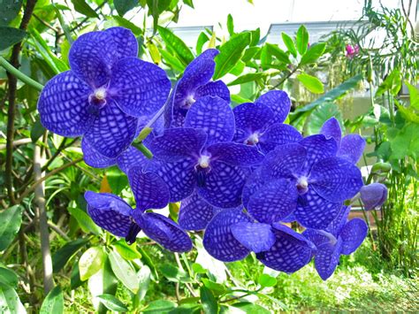 Vanda Bangkok Blue Vanda Bangkok Blue Blooms In The Aquati Flickr