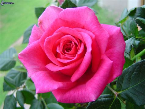 Rosas Color Rosa Imagui