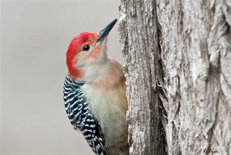 Red Bellied Woodpecker M Guidered Flickr