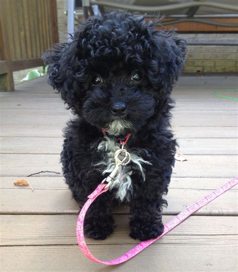 Adorable Black Poodle ♥ Blackyorkie Poodle Puppy Toy Poodle Black