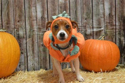 Ike As A Pumpkin Dog Halloween Costumes Fitdog Sports Club Dog