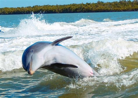 Smiling Dolphin Dolphin Photos Ocean Dwellers Ocean Creatures
