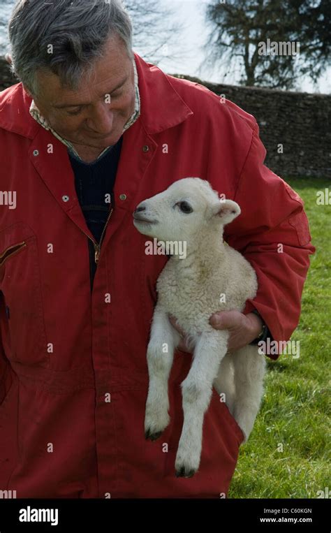 Farmer Carrying Lamb Outdoors Stock Photo Alamy