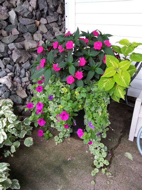 This Is My Side Door Planter This Year Sweet Potato Vine Wave