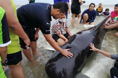 Bangkok Post Dead Whale In Philippines Had 40kg Of Plastic In Stomach