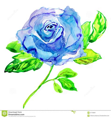 Blue Rose Watercolor Painting Stock Illustration Illustration Of