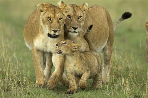 Wild Life African Animals African Lions