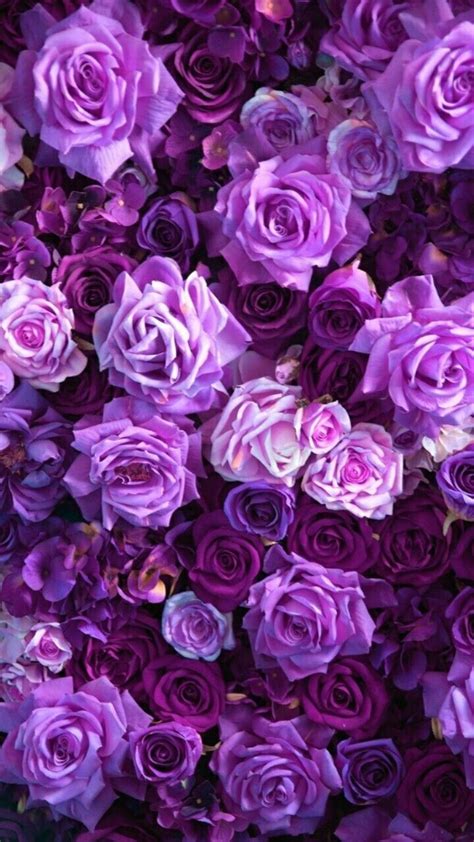 Purple Rose Aesthetic Wallpapers On Wallpaperdog