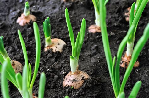 Growing Onions Planting Growing And Harvesting Onions The Old