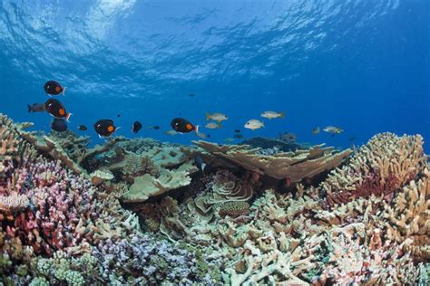 Coral Reef In French Polynesia Wild Foundation