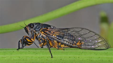 Matematikçi Ağustos Böcekleri - EvrenVeBilim
