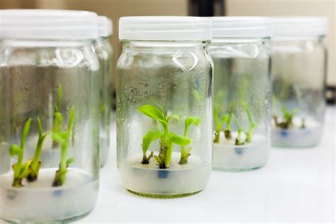 Tissue Culture In Plant Propagation A Revolutionary Technique Plants