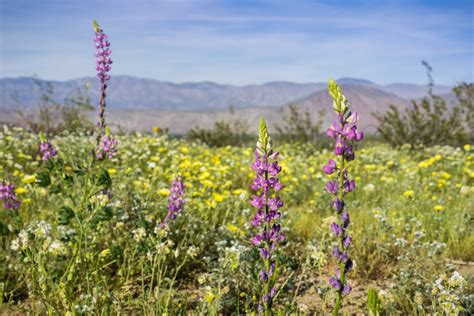 With our service thousands of satisfied customers have delivered tons of joy and happiness to their loved ones in los angeles and surrounding areas. Super bloom: See the gorgeous explosion of wildflowers ...