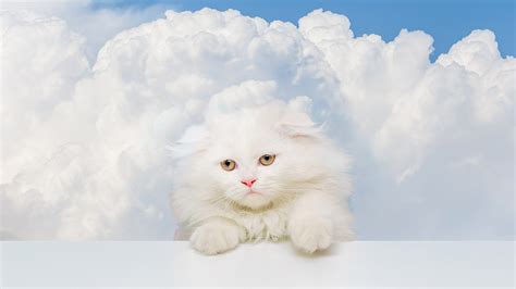 Clearing Cloudy Eyes In Cats Understanding The Condition Causes And