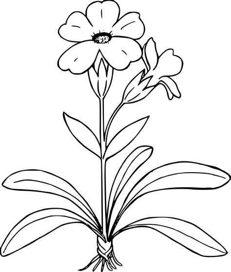 Flower Plant Clip Art Black And White