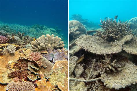 Great Barrier Reef Hit By Worst Coral Die Off On Record Scientists Say