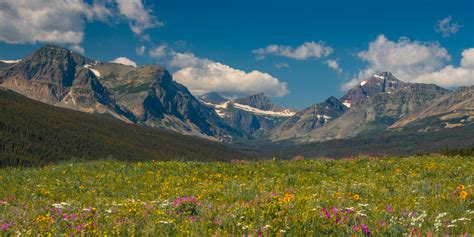 Meadow Flowers Glacier National Park Montana Jess Lee Fine Art Prints