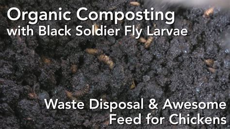 Black Soldier Fly Larvae Composting And Harvesting Grubs Youtube