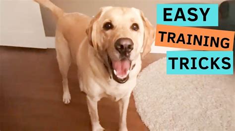 Dog Tricks And Training Youtube