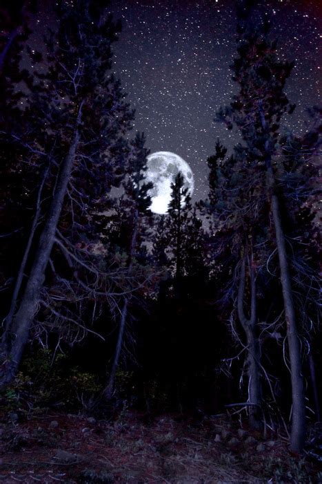 Creepy Dark Forest La Luna Image 648356 On