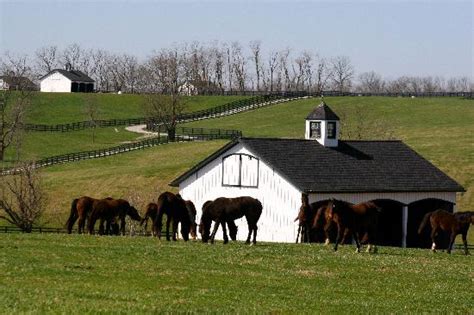 American Saddlebred Horse Farm Tours Shelbyville Aktuelle 2021