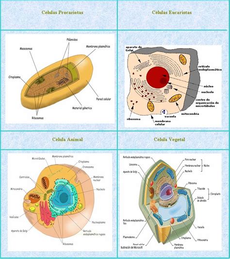La Célula Clases De Celulas