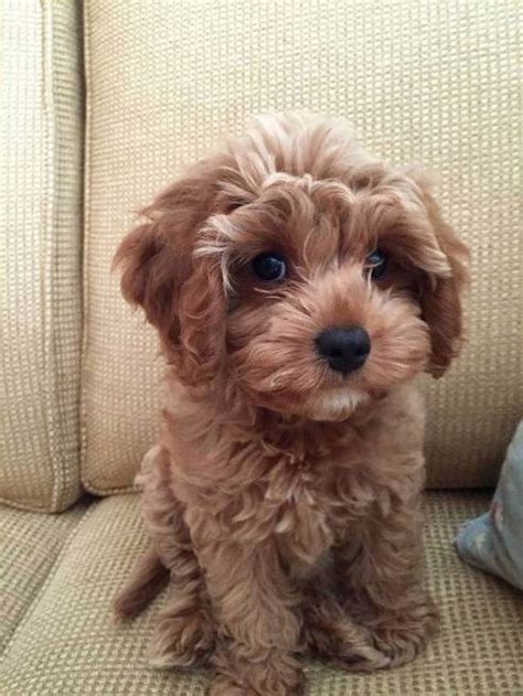 Poodle Cross Breeds Cutest Poodle Mix Dogs List