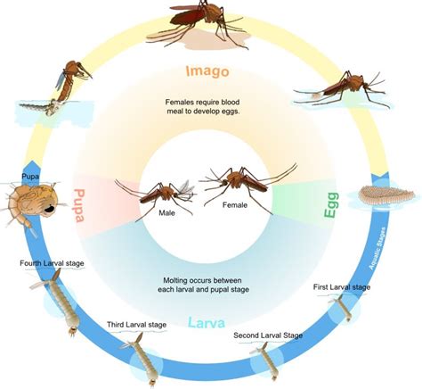 The Design Of The Mosquito And Its Dangers Answers In Genesis
