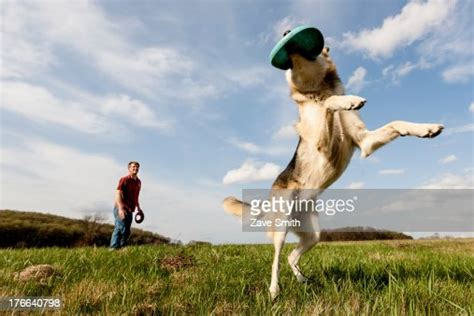 Alsatian Dog Catching Frisbee High Res Stock Photo Getty Images