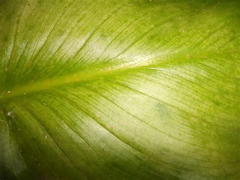 Texture Leaf 3 By Dameodessastock On Deviantart