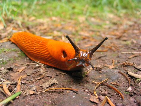 Red Slug Arion Rufus College Of Agricultural Sciences