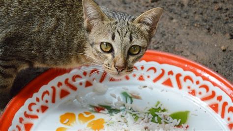 An occasional taste of cooked boneless beef or brown rice can be an ok treat. Can Cats Eat Rice? Is Rice Safe For Cats? - CatTime