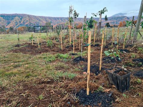 Qué es y para qué sirve el biocarbón Bosques Miyawaki