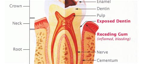 Tooth Pulp Important Functions Port Coquitlam Dentist Encore Dental