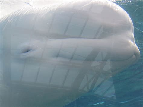 beluga whale came to say hello beluga whale beluga say hello