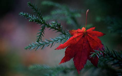 Red Nature Wallpapers Wallpaper Cave