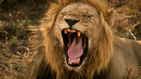 Pourquoi Le Lion Rugit Il Animal Totem