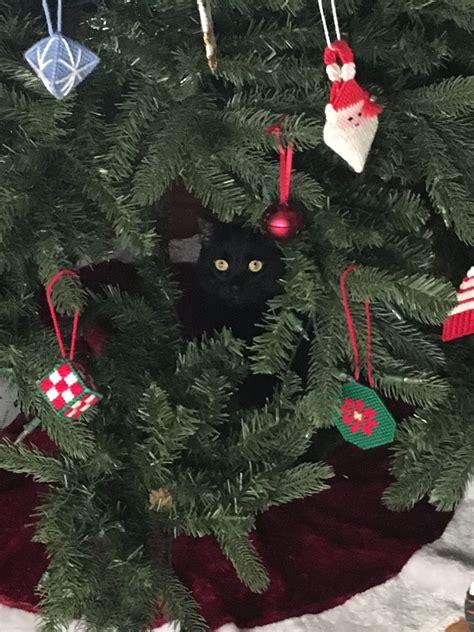 Black Cat With Golden Eyes Under The Christmas Tree Cat Christmas