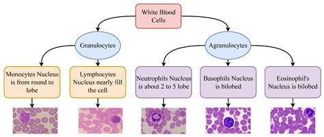 Healthcare Free Full Text White Blood Cell Classification Using