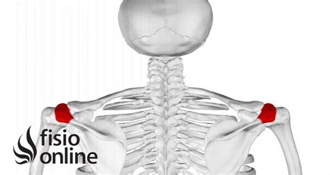 Acromion Qué Es Tipos Qué Significa Dónde Está Función Y Lesiones