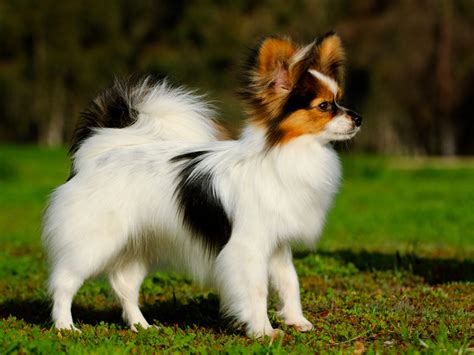 Papillon Dogs And Puppies For Sale Ph