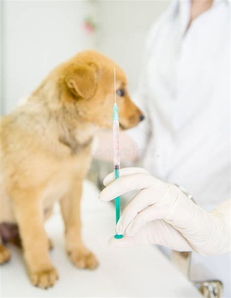 Vet With Syringe Doing Vaccination Dog Stock Photo Image Of Nurse