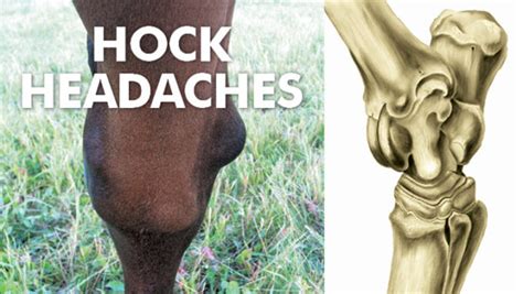 Bog Spavin And Bone Spavin Equine Hock Headaches