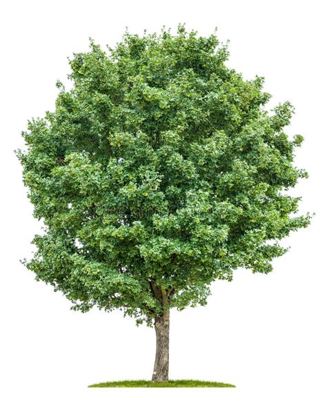 Maple Tree Stock Photo Image Of Leaf Botanic Background 9162914