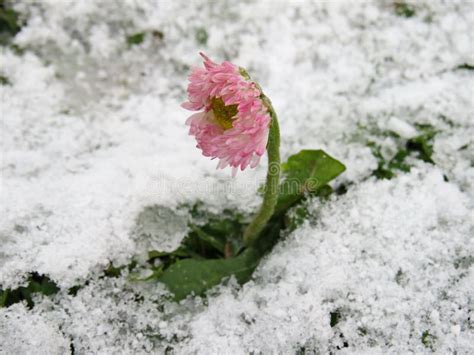 Daisy Flower Under The Snow Stock Photo Image Of Color Cold 206734520