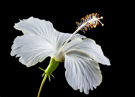 3840x2160 Wallpaper White Hibiscus Flower Peakpx