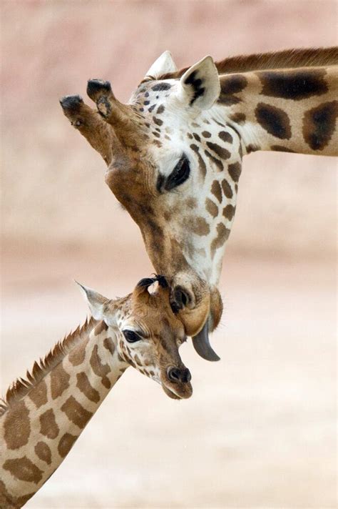 60 Incredible Photos Of Animal Moms With Their Babies Huffpost Canada