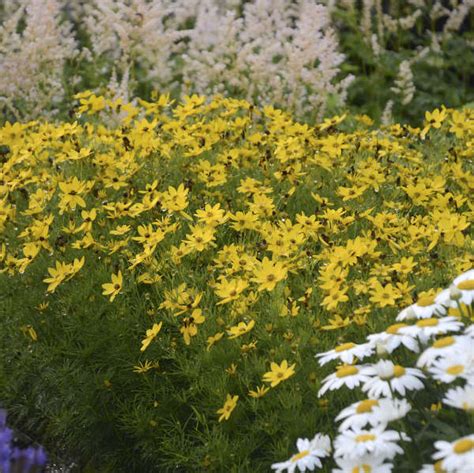 Photo Essay Great Perennials For Division Perennial Resource